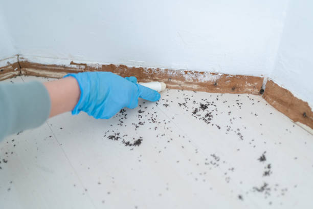 Best Cockroach Control Services  in Fenton, MI